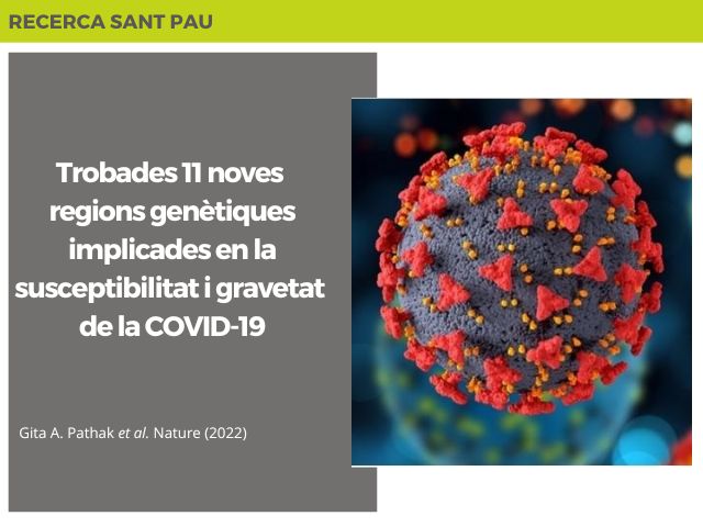 Trobades 11 noves regions genètiques implicades en la susceptibilitat i gravetat de la COVID-19