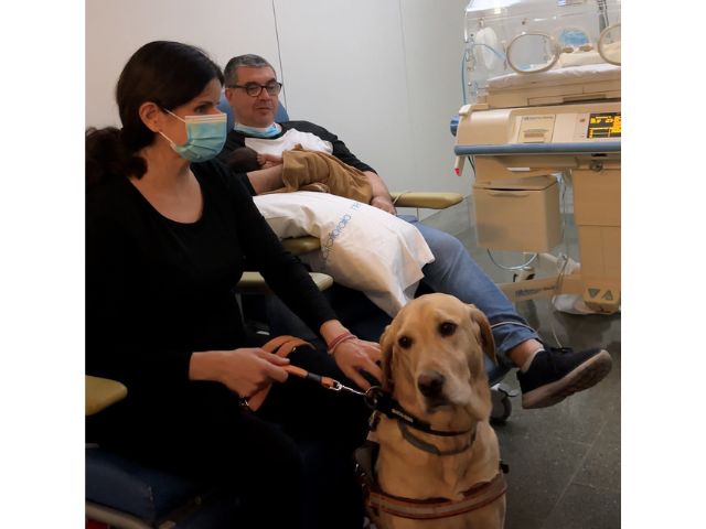 Sant Pau acull un gos pigall a la Unitat de Neonatologia, per primer cop a Catalunya
